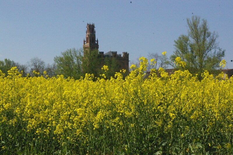 Les champs de colza en fleur un clin d'oeil du sud ouest