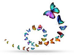 beaucoup-différent-papillons-boucle-clip-art_csp21643625