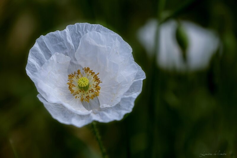 w_Coquelicot blanc_20170531_6859