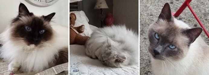 chats 3