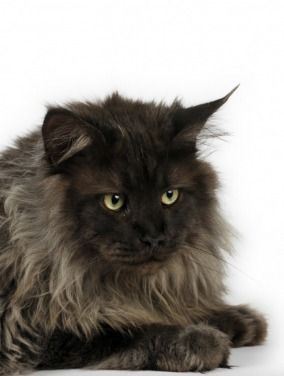 Evolution La Maine Coon Folie