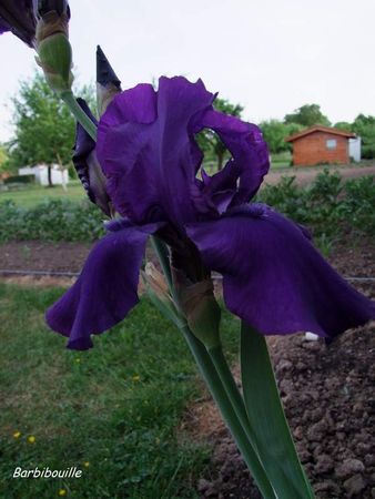 iris11_Mai2