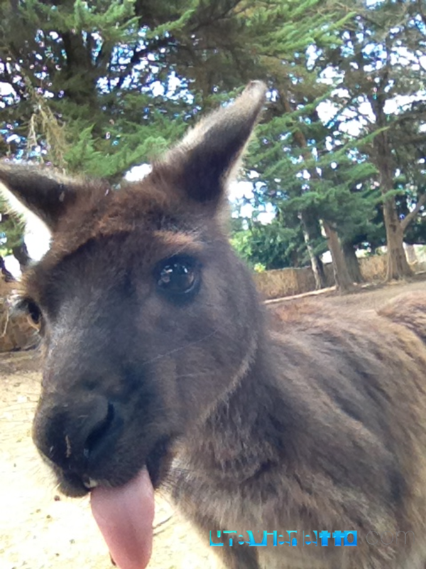 La langue du kangourou