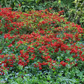 Rhododendron rouge ... !