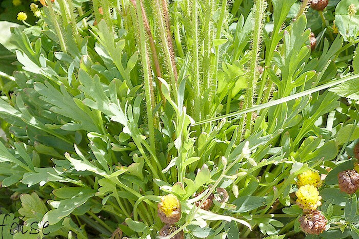 Pavot D Islande Blog Vegetal