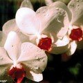 Phalaenopsis, souvenir de Thaïlande