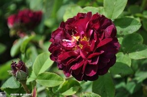 Jardins-de-Javelière-0060