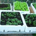 Caissettes semis : plantations en vue