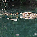 Printemps (3)