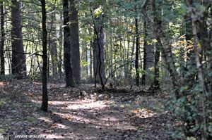 Forêt de Sologne