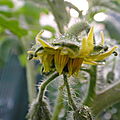 BB tomates avril 2011