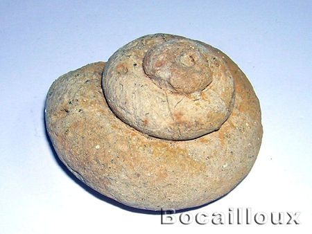 GASTEROPODE_____F15__14