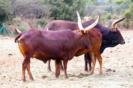 watusi