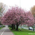 Passion Jardins et fleurs