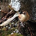Troglodyte mignon, Troglodytes troglodytes