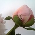 bouton_de_pivoine_2