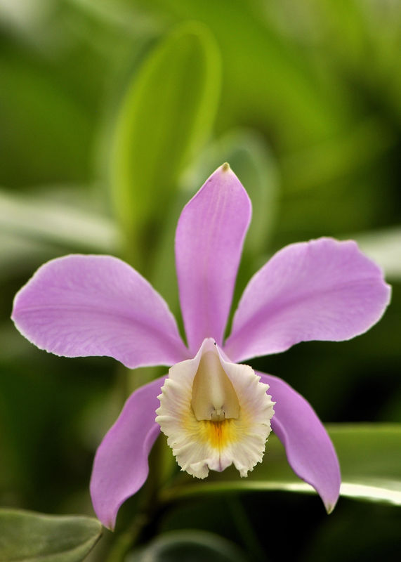 _DSC0099_Cattleya_harrisoniae