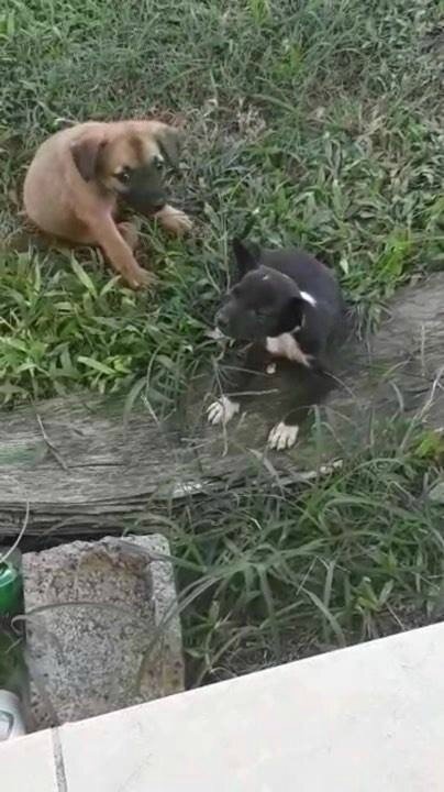 3 Chiots Jetés à La Retraite Un Tué Et Mangé Par Une Meute