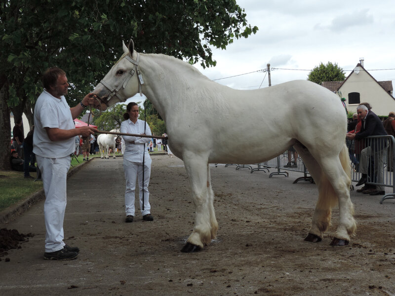Diane duMaré deTer - 14 Juillet 2019 - Concours Chevalin d'Arneke (59) - 1ere (Non Suitées)