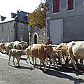 Retour d'estive à ancizan