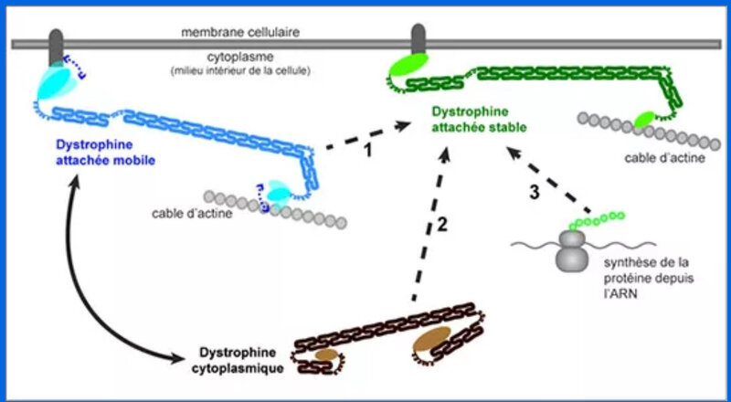la dystrophine et la membrane
