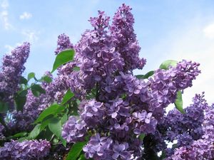 lilas-mauve