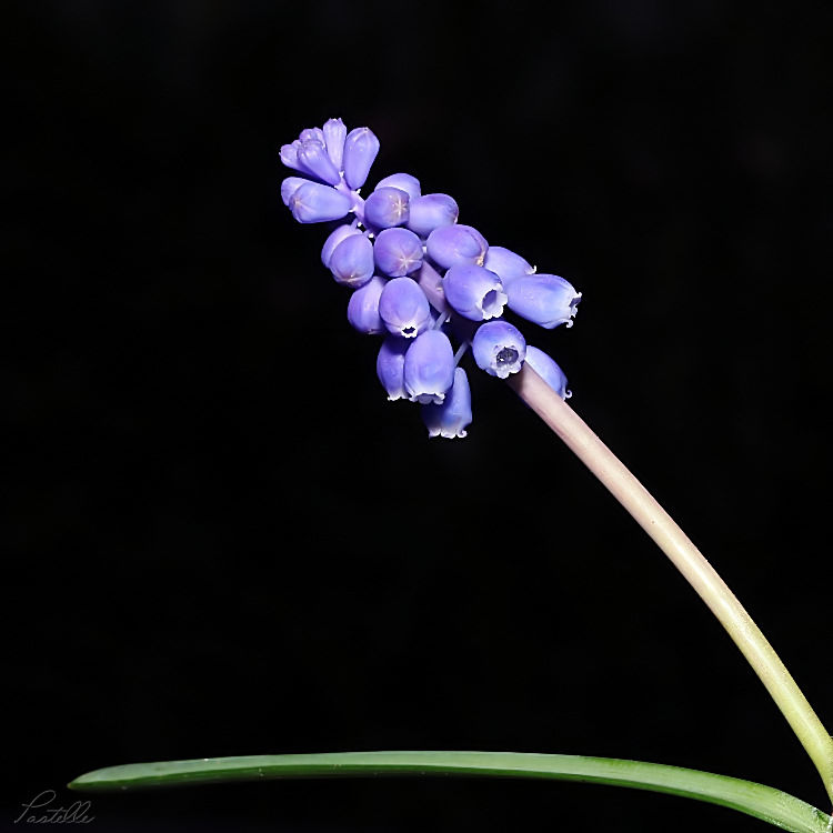 MuscariIkebana_11_29_03_0463