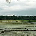 thai048