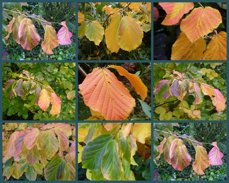 parrotia