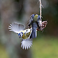 Effets d'ailes !