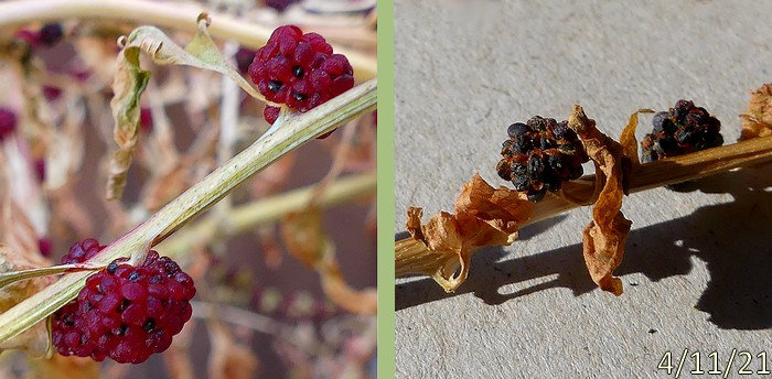 Sans titre 13graines brunes ternes