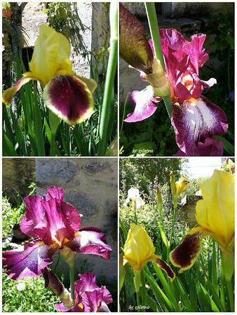iris mauve et iris jaune lacaudry
