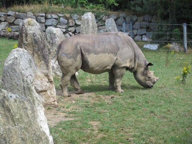 Rhinocéros noir ©Kid Friendly