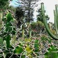 cactus (cherchez l'erreur)