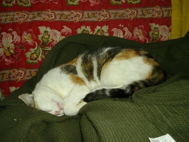 Chat Dort Au Dessus De Ma Tete A faire soi même (2) - CATS AND CATS