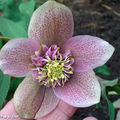 Helleborus orientalis rosea single