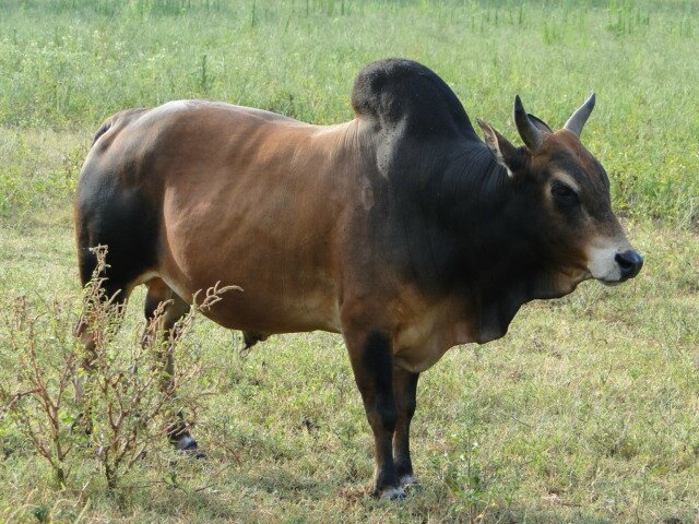 Zebu Miniature Les Races Bovines Du Mondes