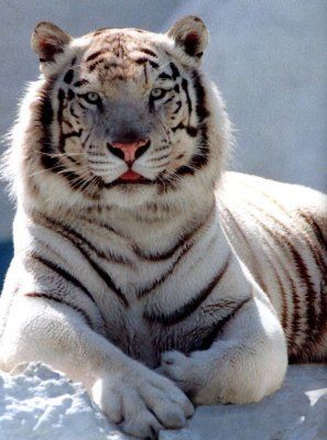 forgive Championship Surrounded tigre blanc et compagnies (suite) - lesfelins