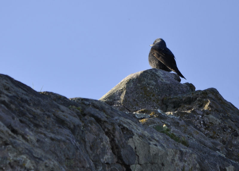 _DSC0082_Merle_bleu