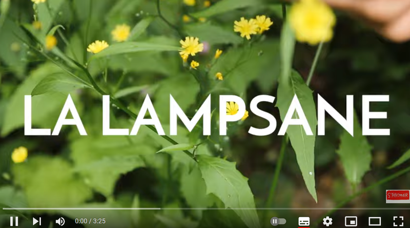 9_40 lampsane video 1