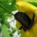 Parides photinus • Papilionidae • Costa Rica