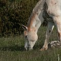 IMG_5775