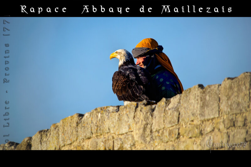 Rapace Abbaye de Maillezais
