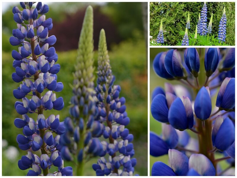 lupin