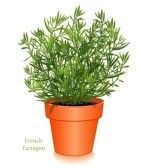 12797400_french_tarragon_herb_plant