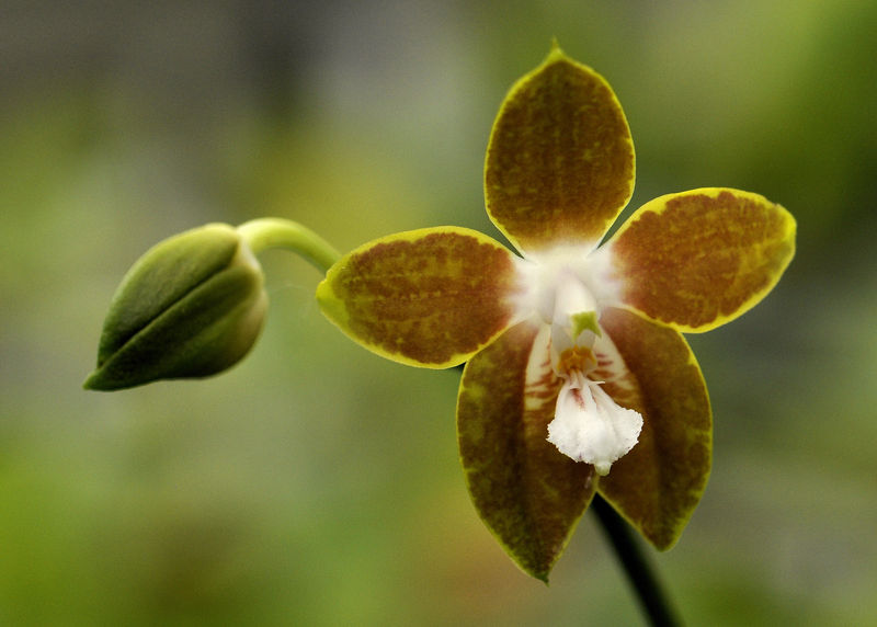 _DSC0060_Phalaenopsis_venosa