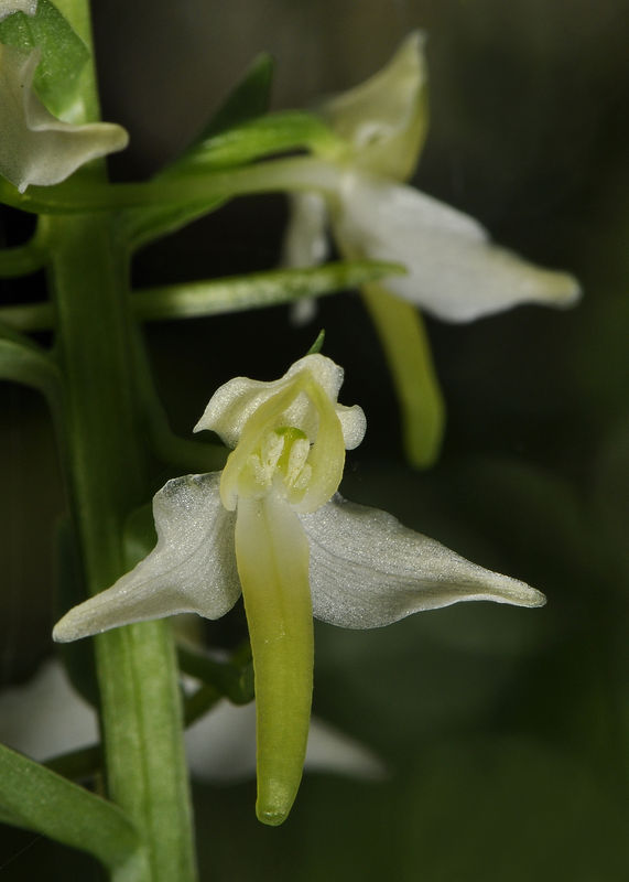 _DSC0803_Platanthera_bifolia_2