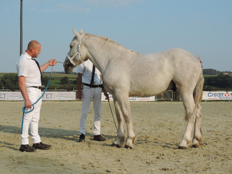 Jarry de Tourville - 19 Septembre 2020 - Concours des Etalons Boulonnais - Samer (62) - 4e (1 an (livre A))