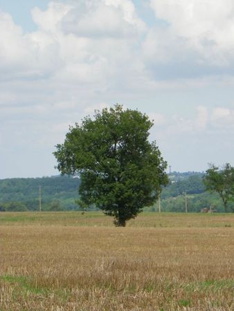 IMGP3654