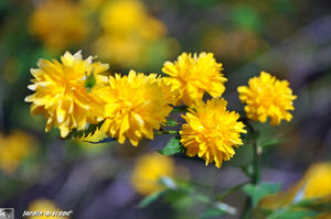 Kerria_japonica_fleurs